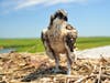 The New Jersey Department of Environmental Protection is proposing to remove bald eagles and ospreys from the state’s list of endangered species. Above, an osprey chick.