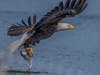 The New Jersey Department of Environmental Protection is proposing to remove bald eagles and ospreys from the state’s list of endangered species. Above, a bald eagle catches a fish.