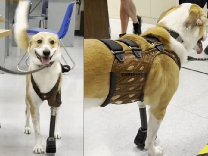 An inspiring effort led by high school students in Essex County, New Jersey recently put a big smile on a rescue dog’s face when he took his first steps on a new prosthetic leg.