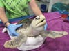 Taylor Drift, a juvenile Kemp's Ridley, receives a final exam at Sea Turtle Recovery's facility in West Orange, NJ.