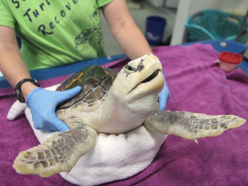 Taylor Drift, a juvenile Kemp's Ridley, receives a final exam at Sea Turtle Recovery’s rehab facility in Essex County, New Jersey.