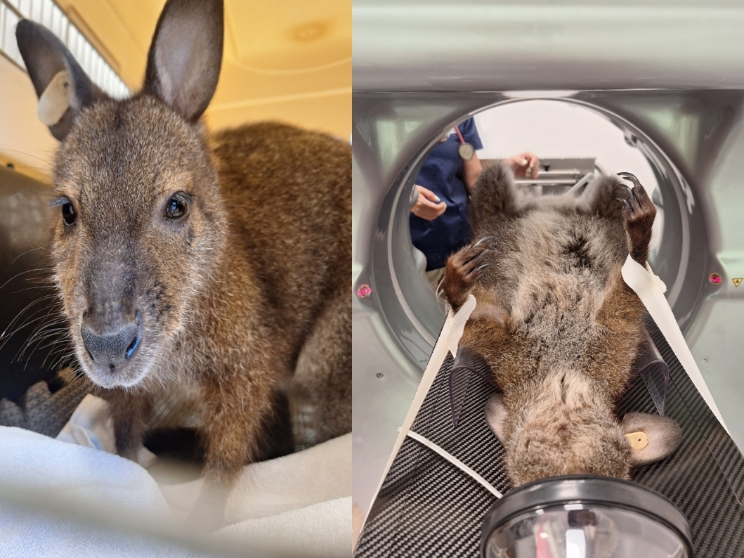 Scientific advancements in veterinary health care are paying off for patients across the nation, including a wallaby at the Turtle Back Zoo in Essex County, New Jersey.