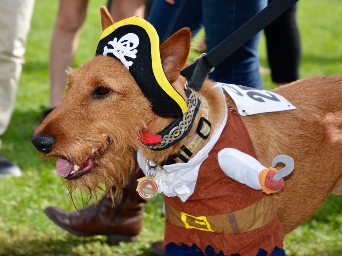 Essex County is bringing back its annual Halloween dog costume parades and contests, including an event at Brookdale Park.