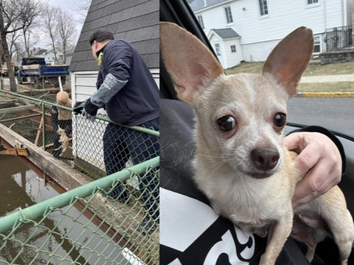 A lost dog recently had a nerve-racking adventure in Essex County, New Jersey, but was reunited with its owner.