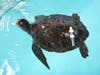 A brace strategically pulling together bone and shell on a severely injured Green Sea Turtle.