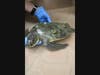 Sea Turtle Recovery staff assist a Green Sea Turtle with breathing upon arrival at their hospital inside the Essex County Turtle Back Zoo in West Orange, New Jersey.