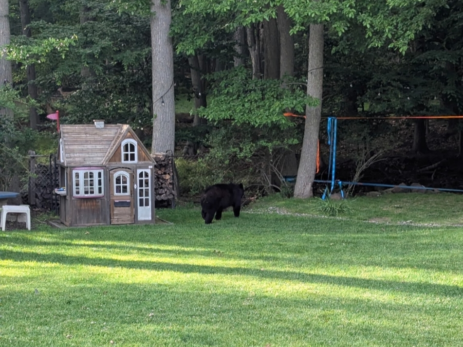 Bear Wanders Through Backyards In Cedar Grove On Election Day