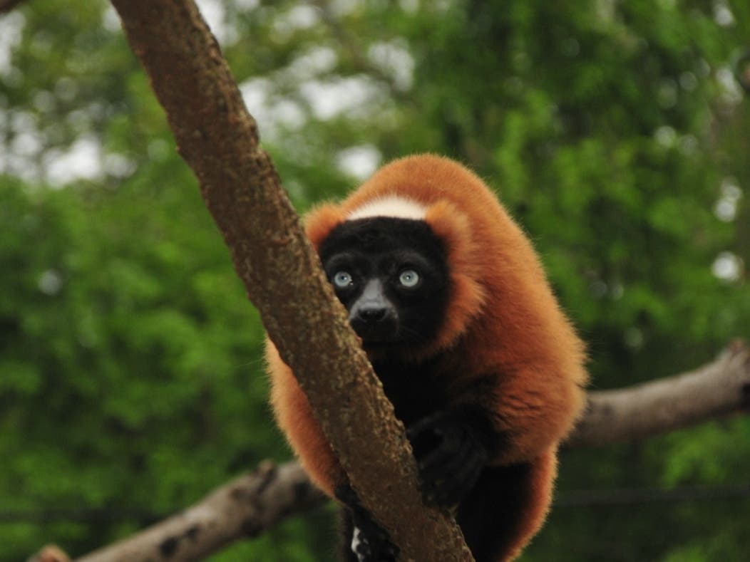A new exhibit opened at Essex County Turtle Back Zoo in West Orange, NJ on Tuesday, July 7, 2026. Above, a red ruffed lemur, one of three different types of lemur species in the exhibit.