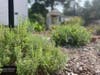 Set back behind the Crane House and Historic YWCA Museum on Orange Road in Montclair, NJ is two acres of open space and historic herb and native gardens.
