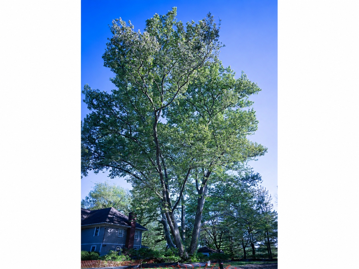 Maplewood officials have denied a request to remove a 271-year-old London plane tree on Pierson Road.