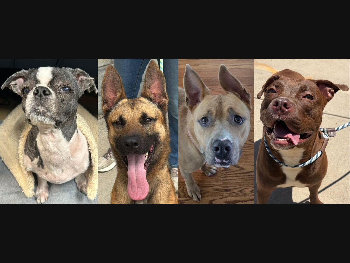 The Associated Humane Societies-Newark recently put out an urgent placement call for several dogs in need of a new home.