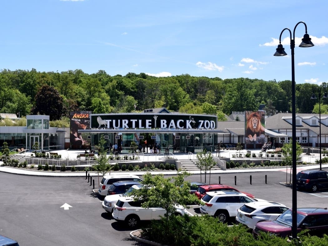 Zebras, Bongos And Gibbons: New Updates At Turtle Back Zoo In Essex County