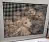 Sixteen dogs were recently found in a severely neglected condition at a home in Newark, NJ, according to the Associated Humane Societies.