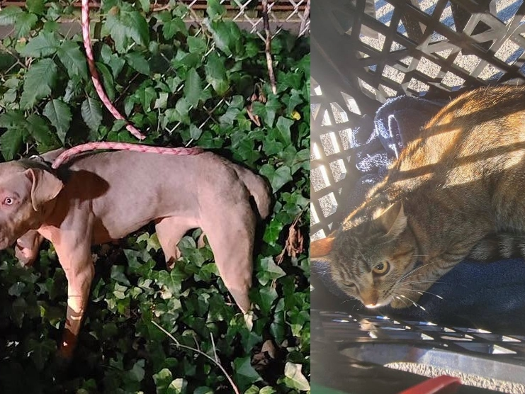 Pets Abandoned In Bloomfield: Dog Tied To Fence, Cat Left Outside Shelter
