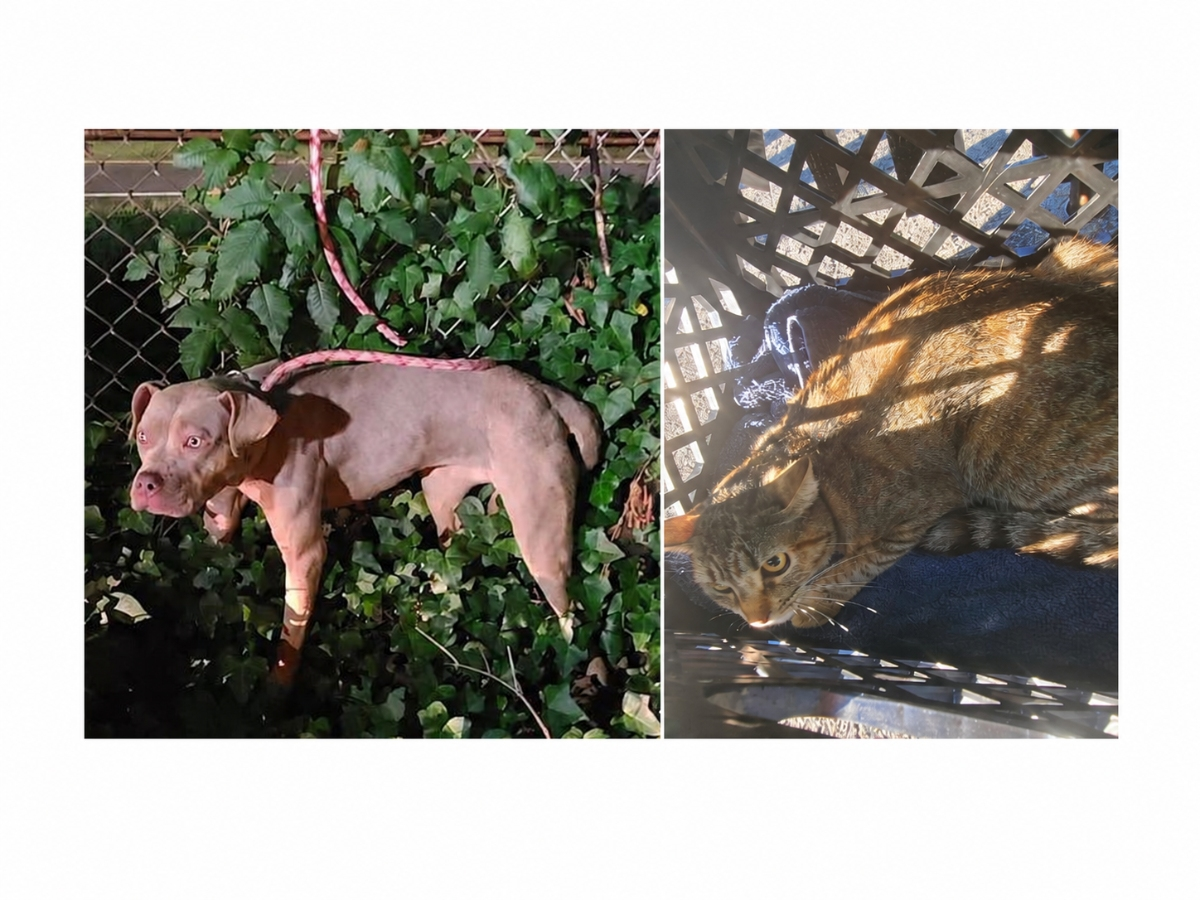 Two pets were recently abandoned in Bloomfield, NJ, the local animal shelter reported.