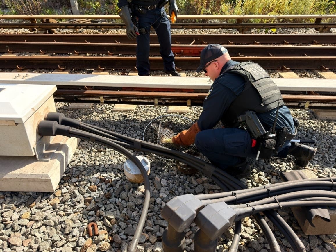 https://patch.com/img/cdn20/users/22844250/20260929/122422/styles/patch_image/public/papd-hawk-rescue-at-path-4___29121929951.jpg