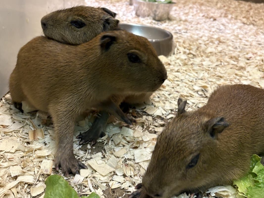 The Essex County Turtle Back Zoo recently welcomed three, new capybara pups to its menagerie.