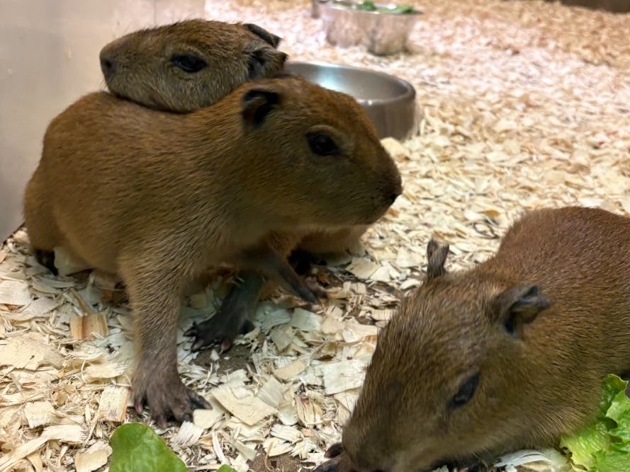 The Essex County Turtle Back Zoo recently welcomed three, new capybara pups to its menagerie.