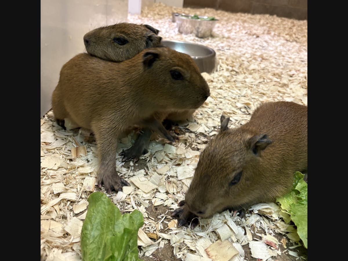 The Essex County Turtle Back Zoo recently ran a contest for visitors, asking them to propose names for three new capybara pups.