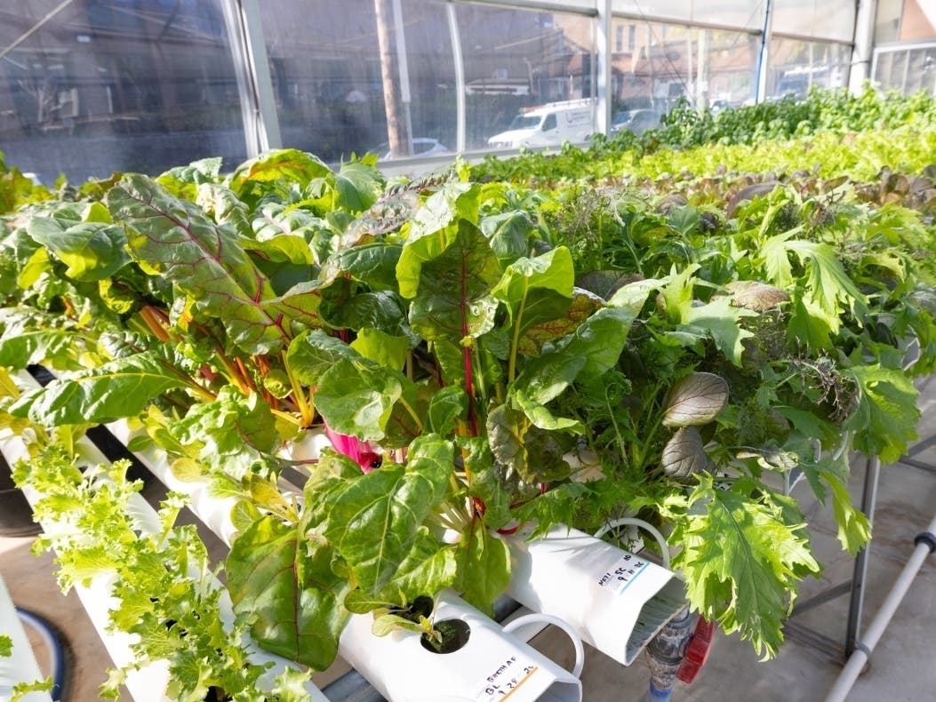 The Beth Greenhouse at Newark Beth Israel Medical Center in New Jersey has grown more than 50,000 pounds of fresh vegetables and produce since launching ten years ago.