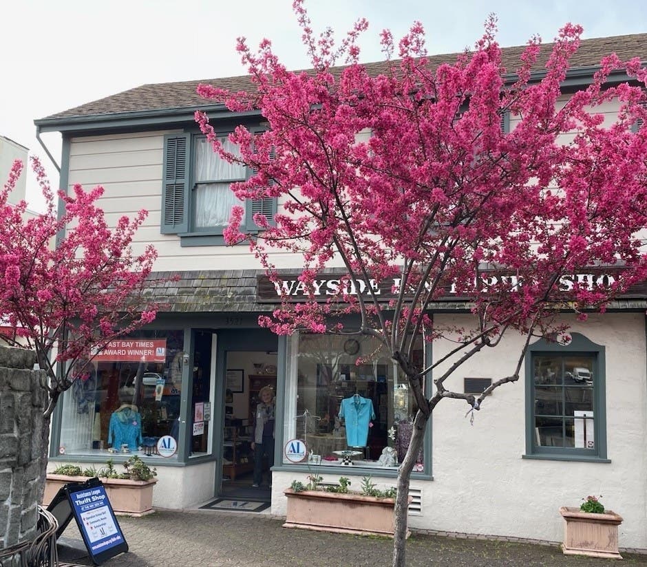 These vibrant blossoms remind us that spring is a time of renewal.  Enjoy! 