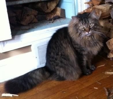 Missing Maine Coon Cat Cocker Spaniel In Lansdale Area Montgomeryville Pa Patch