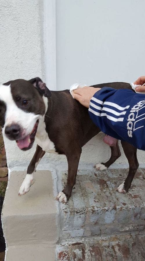 Very Friendly Dog, 'Bella,' Found in Norristown Norristown, PA Patch