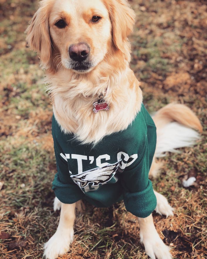 24 Eagles Dogs And 1 Cat To Get You Ready For The Super Bowl