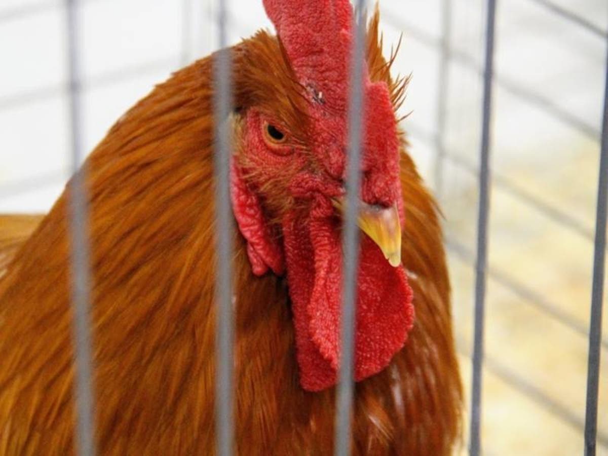 Pottsgrove HS Students Charged For Releasing Chicken In Hallway