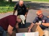 Hawk Heroes: rescuers work together to save the hawk.