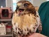 The red-tailed hawk pictured above was successfully rescued by police and a local resident.