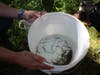 A bucket of juvenile eels just prior to release into Pickering Creek.