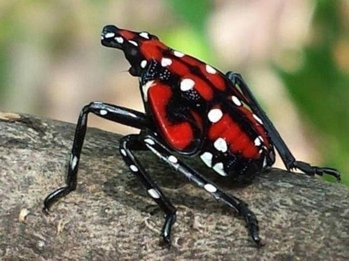 Officials are recommending a straightforward trap that can be built at home to help fight back against the plague of spotted lanternflies.