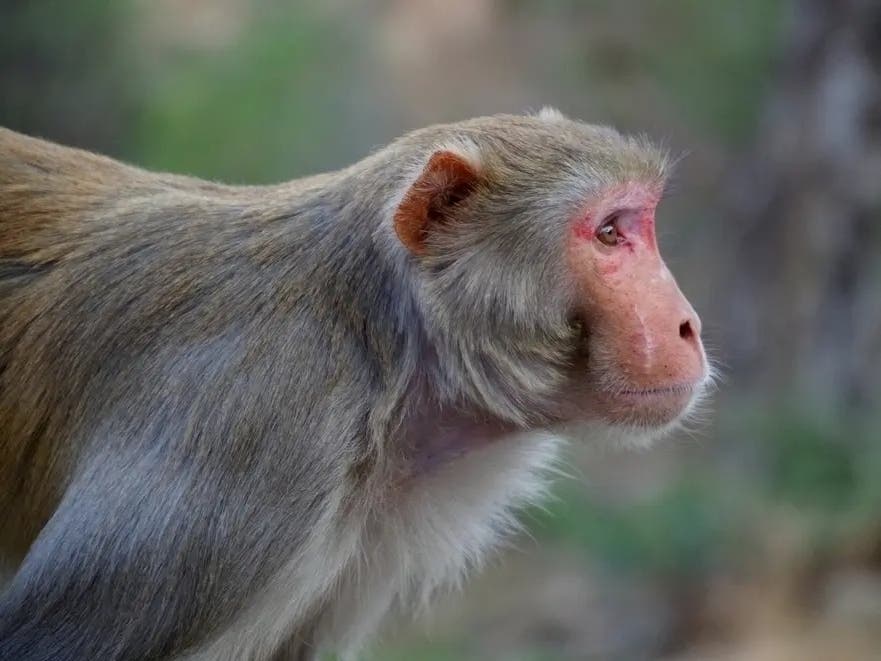 Elmwood Zoo's New State Of The Art Animal Hospital Coming Together