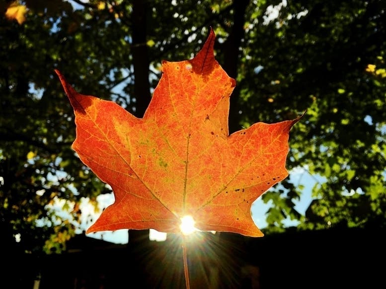 Montgomery County has received Canada's Maple Leaf Award.