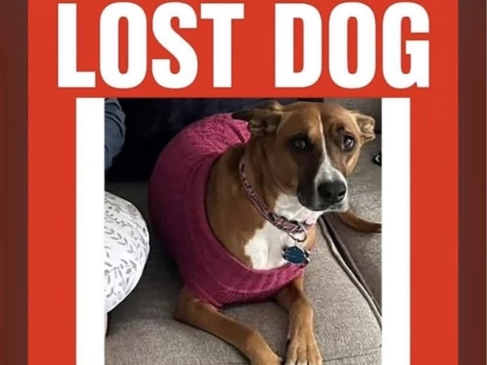 A local beloved dog, Luna, has been missing from the King of Prussia area for 16 days. 