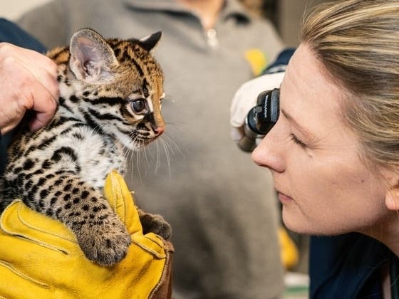 A female baby ocelot was born at Elmwood Park Zoo this winter, officials announced last week, marking a major victory for conservationists working to protect the endangered species. 
