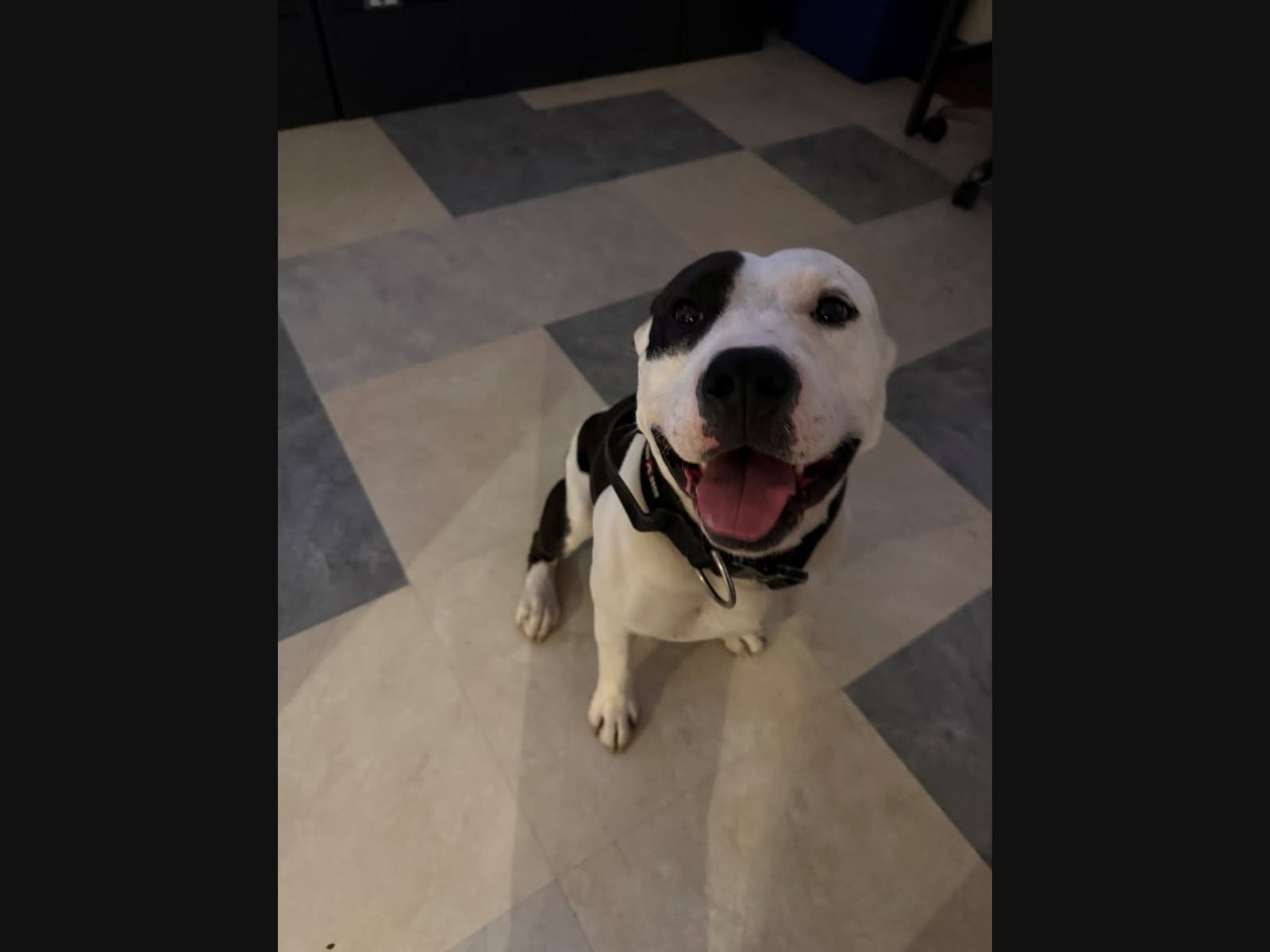 A dog was found by police in Lansdale this week.