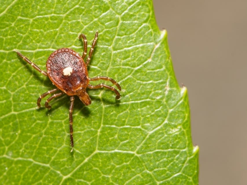 ER Visits For Tick Bites Spiking In PA: What To Know