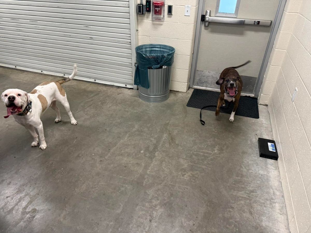 Two dogs were found in Phoenixville by police this week.