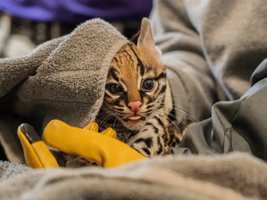 Residents are invited to help name Elmwood Park Zoo's baby ocelot.