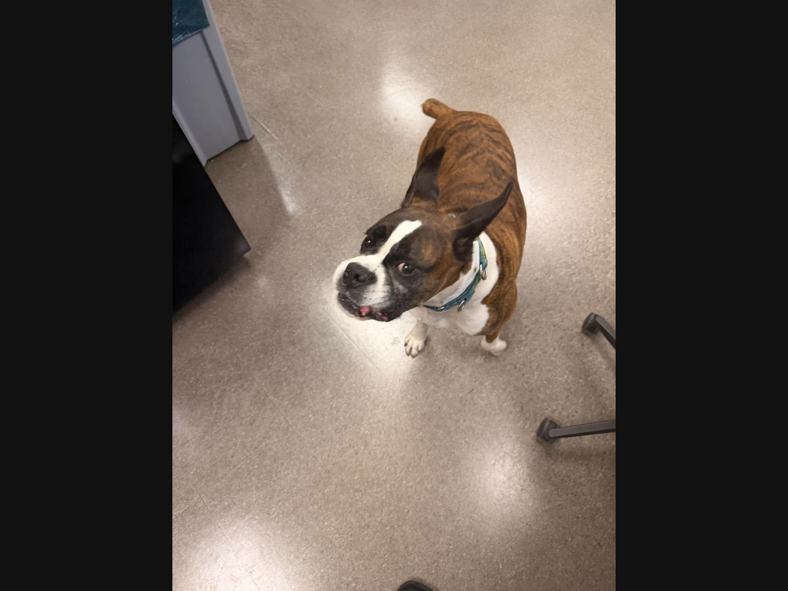 A dog was found wandering by police in Phoenixville.