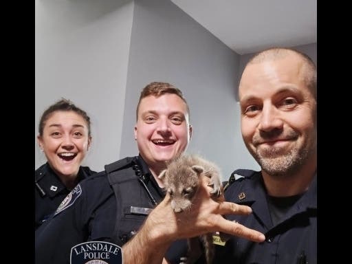 Several baby raccoons were rescued recently in Lansdale.