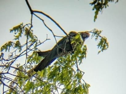 A parrot is on the loose in Hatfield Township.