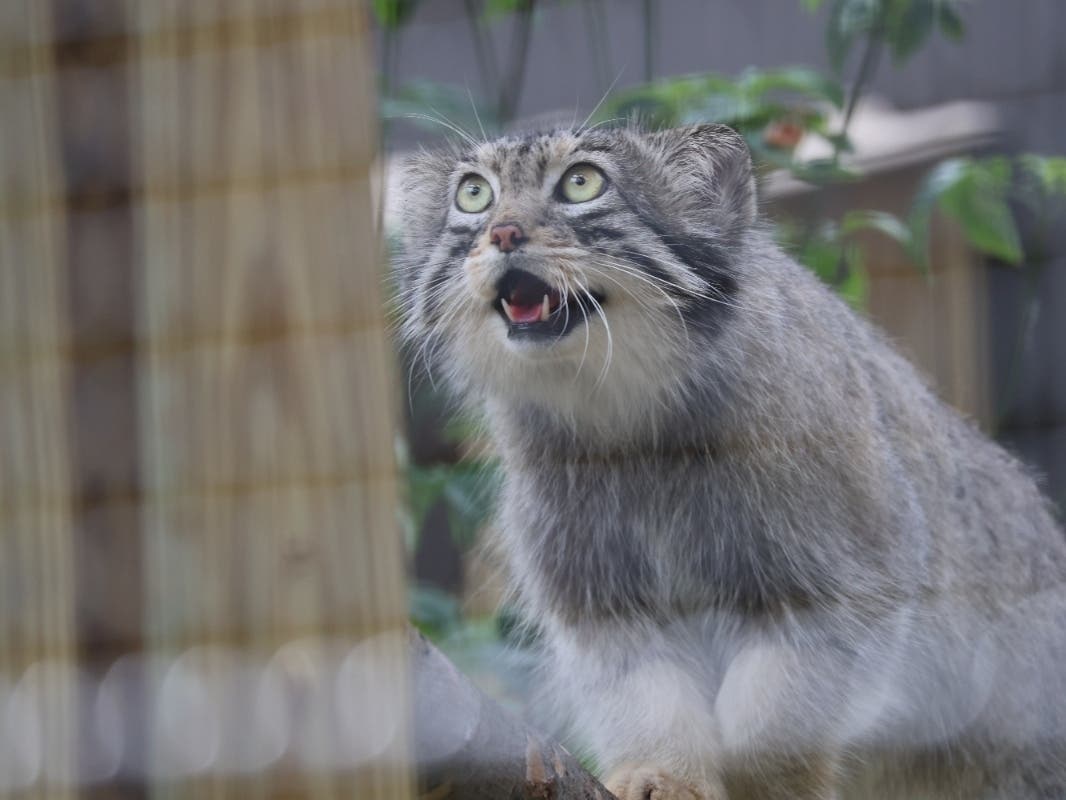 Elmwood Park Zoo's newest residents include a pair of Pallas's cats.