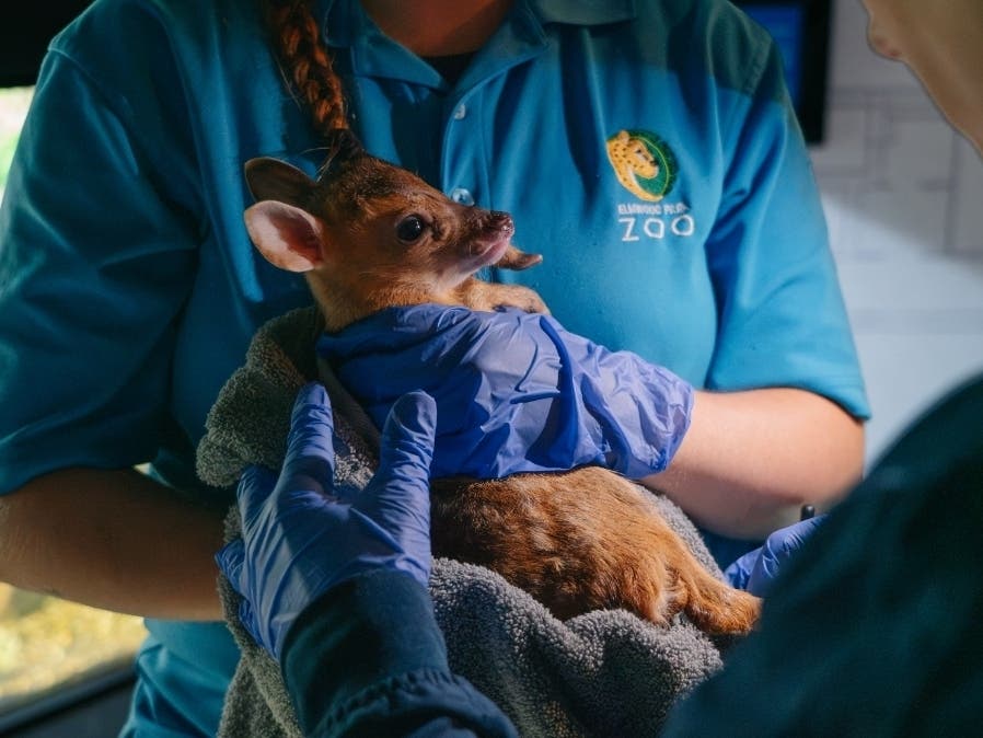 Adorable New Baby Muntjac Born At Elmwood Zoo: PHOTOS