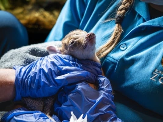 A baby Reeve's muntjac was born at Elmwood Park Zoo in Norristown recently.
