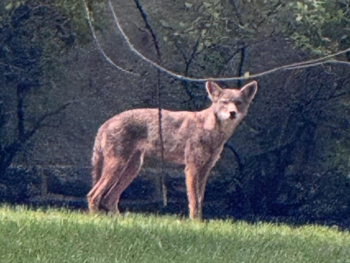 A coyote has tested positive for rabies in Montgomery County. 