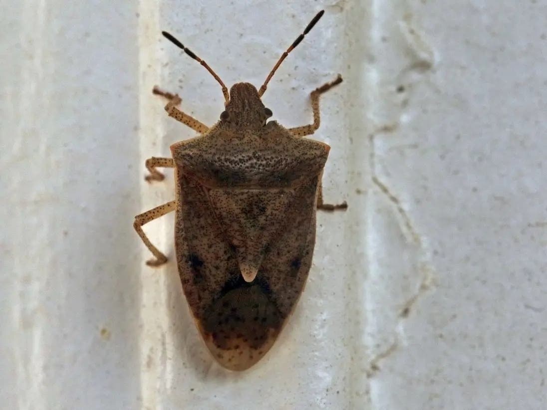 Stink Bugs Are Moving Into PA Homes Rent Free: Here's What To Do