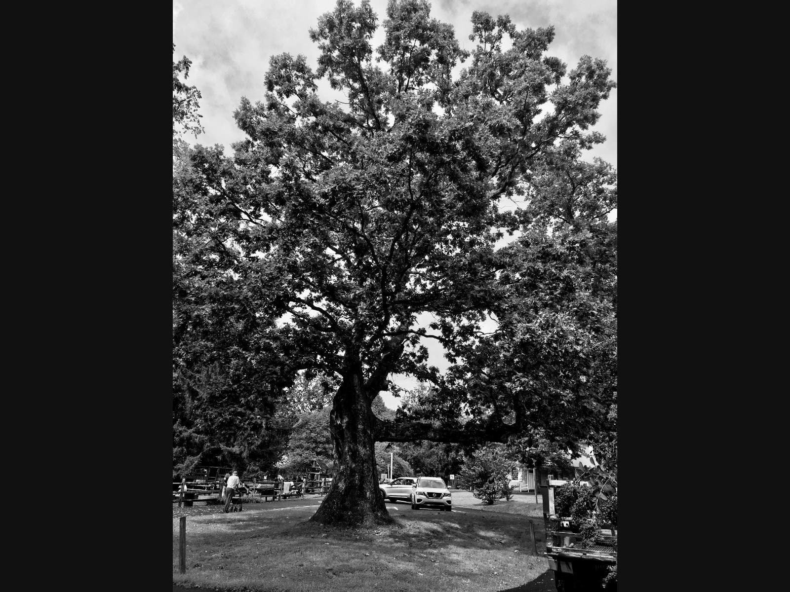https://patch.com/img/cdn20/users/22849437/20240424/104758/styles/patch_image/public/wrightstown-meeting-elm-tree___24102659456.jpg